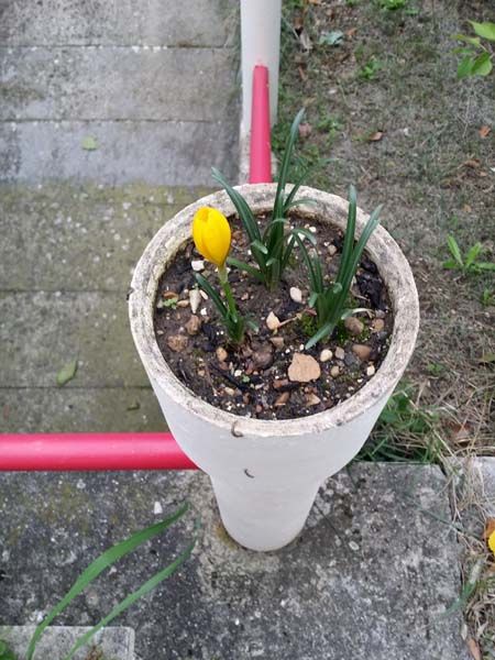 dernier sterbergia